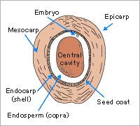 Coconut shell