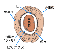 ヤシ殻 